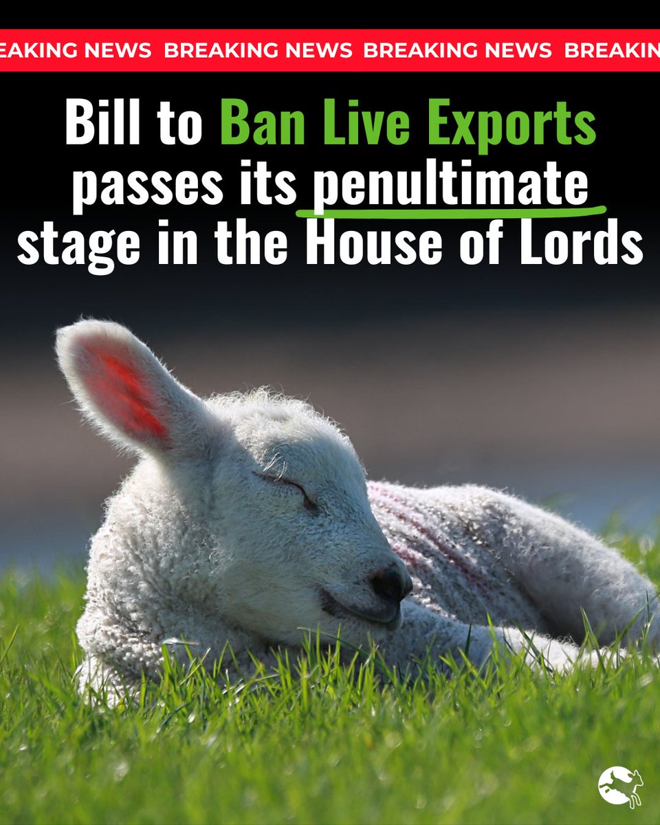 A British live export ban is within touching distance! 🙌 The Bill to #BanLiveExports just completed its penultimate stage in the House of Lords. 🎉