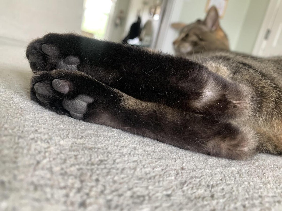 What do you call your cat’s paws? ❤ #CatsOfTwitter #Caturday #KittyTwitter #cats #catsfunny #CatLife #CatLovers #Caturday #MeowMonday #KittenLove ❤ FOLLOW FOR MORE ❤