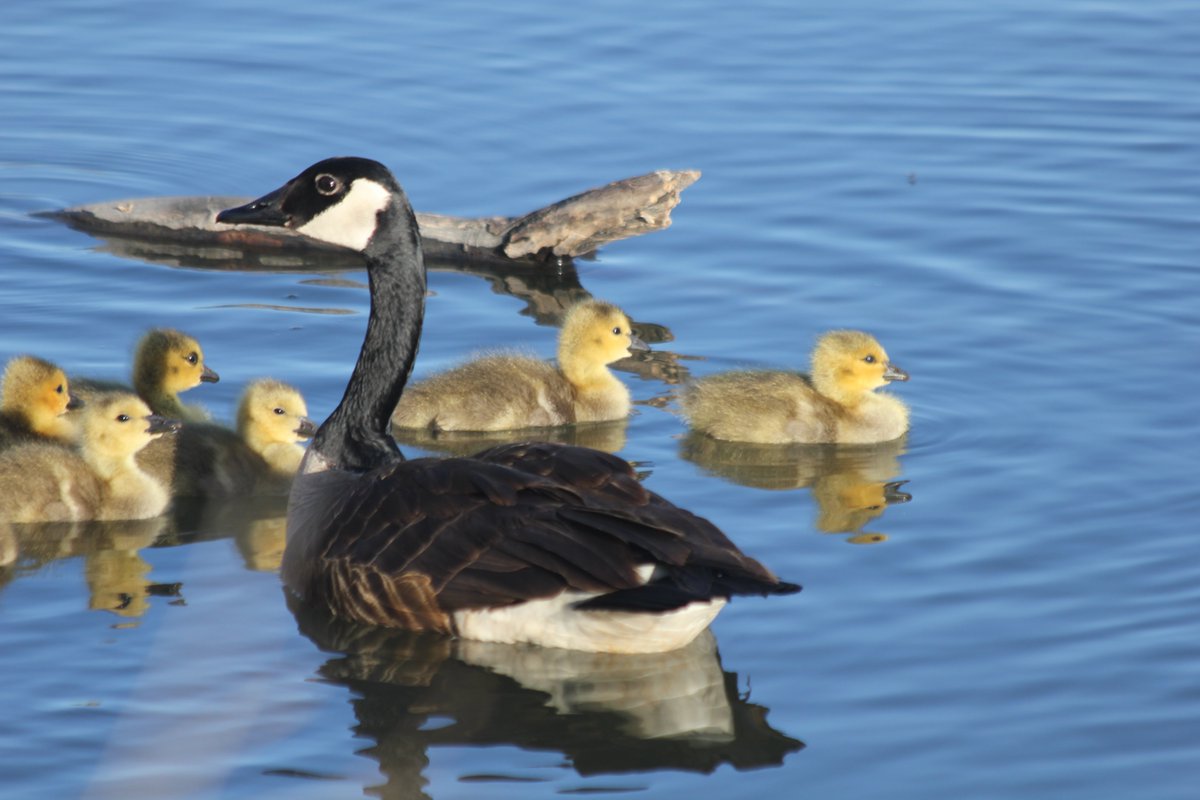 Some babies for you this morning! There were 5 adults watching 15 goslings!