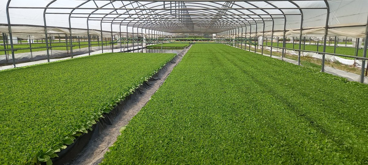 Con fuerza y esperanza comenzamos una nueva y decisiva campaña de tabaco.
#plant24
#cultivodetabaco
#prideintobacco
#cultivandotabaco