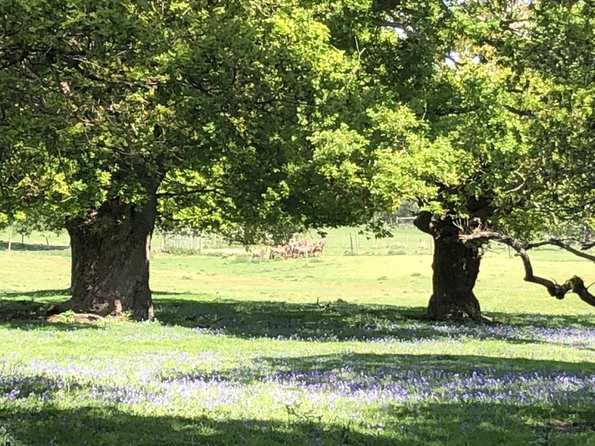 A walk and talk in the ancient woodlands of Staverton Park with @SuffolkSociety and Gary Battell Woodland Advisor Suffolk CC (2) showing bluebells