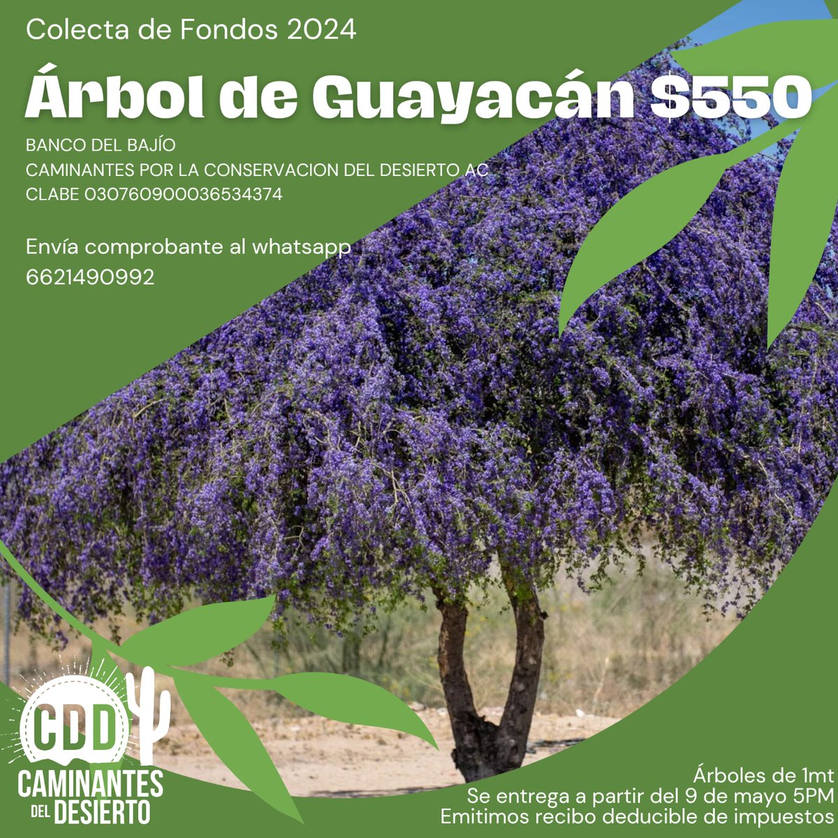 Guayacan (Guaiacum coulteri) es un arbol pequeño que llega a crecer 5 metros de alto, de muy lento crecimiento pero que da flores desde joven. Puede llegar a vivir de 800 a 1000 años.  No levanta banquetas, no daña tuberias ni cimientos. WhatsApp 6621490992