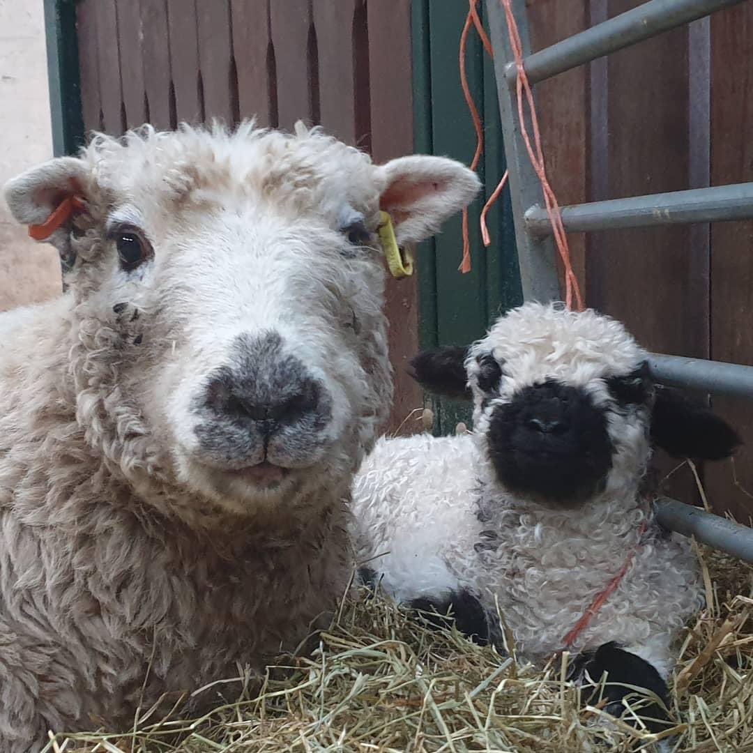 Did I mention that Ailsa and Bandit are mother and son?

Bandit is 3 and Ailsa is 7 now 🥰

#arnbegfarmstayscotland #sheep #mumandson
