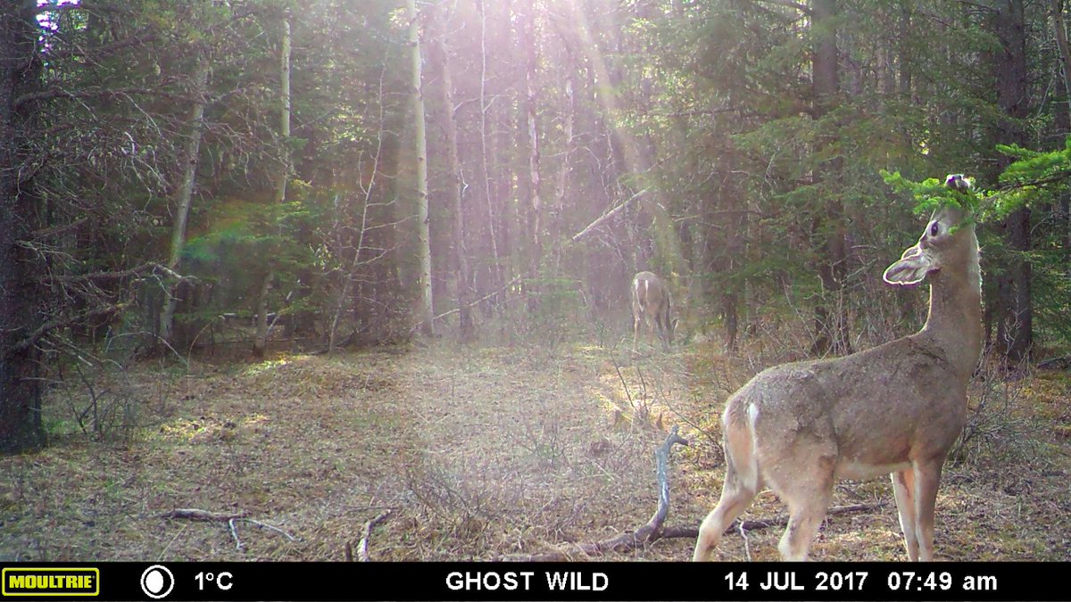 A pair of White-Tails hanging around in the small clearing. One is grazing in the background while the other is checking-out the lick branch. I like this photo with the sun rays shining down in the centre of it. #TrailCam #WhiteTailDeer #LickBranch #Wildlife #Alberta