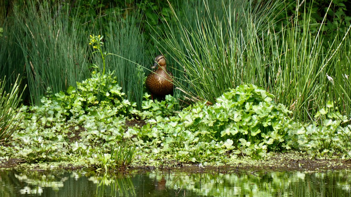 cboisseau4's tweet photo. ☀️📷[I don't like the #contryside but...] #young #proud #Mallard #Brittany https://t.co/GkjbGwybpE