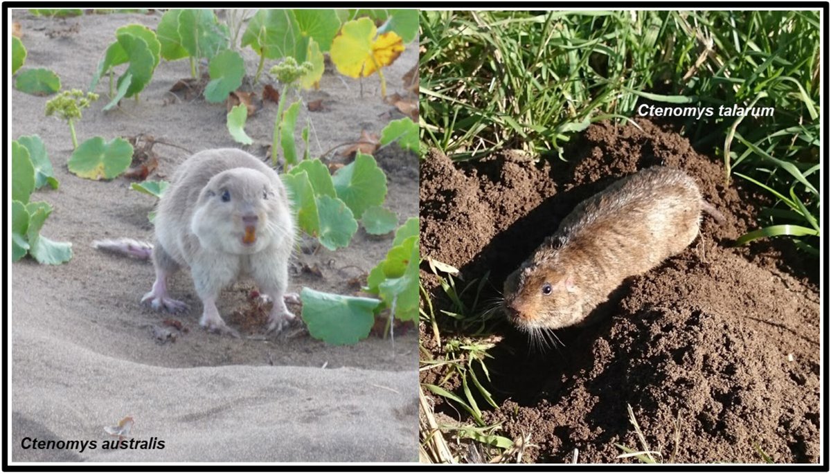 Same scenario, different scripts: Landscape #genetics in two co-distributed subterranean #rodents of the genus Ctenomys …lpublications.onlinelibrary.wiley.com/doi/10.1111/jz… @WileyEcolEvol