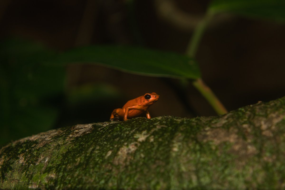 Do sexes differ in consistent individual differences and behavioural syndrome in an #aposematic poison frog? - #OpenAccess …lpublications.onlinelibrary.wiley.com/doi/10.1111/jz… @WileyEcolEvol #amphibians