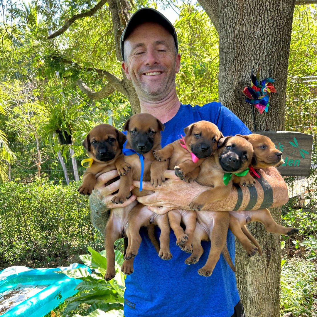 NiallHarbison's tweet photo. I share a lot of nice dog stories here that hopefully make people smile ok a daily basis. 

I wanted to give you a look at what the real reason for that is. 

Today is a huge step towards changing the world for street dogs… (1/7) 🧵 https://t.co/500bGkGfWy