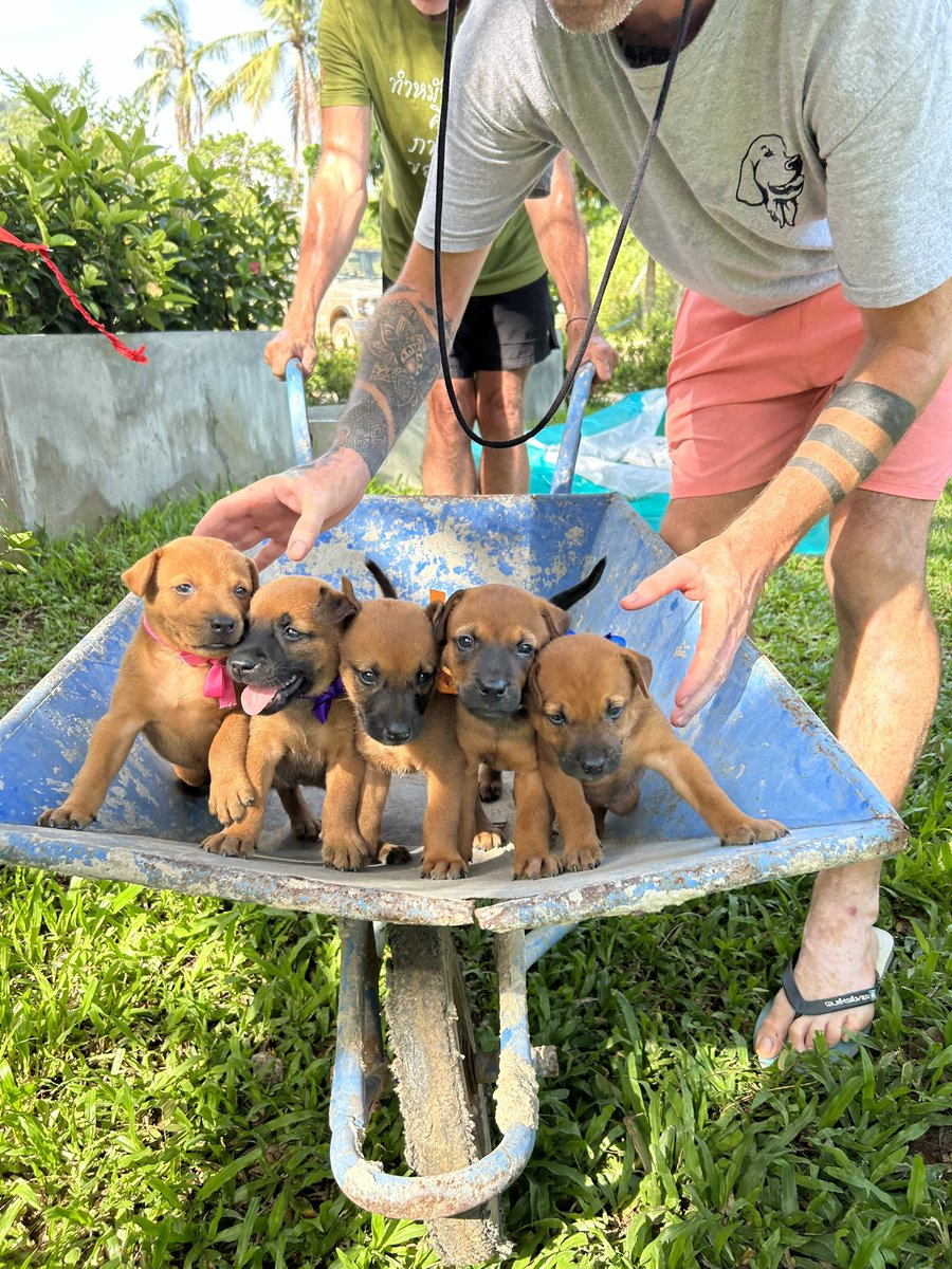 NiallHarbison's tweet photo. Imma huge believer in working together with other great organizations to fix this problem. I can’t do this alone. Nobody can. 

My mission is to cut street dog numbers by 50% in my lifetime from 500 million to 250 million. Not easy (6/7) https://t.co/phksdsN3OO