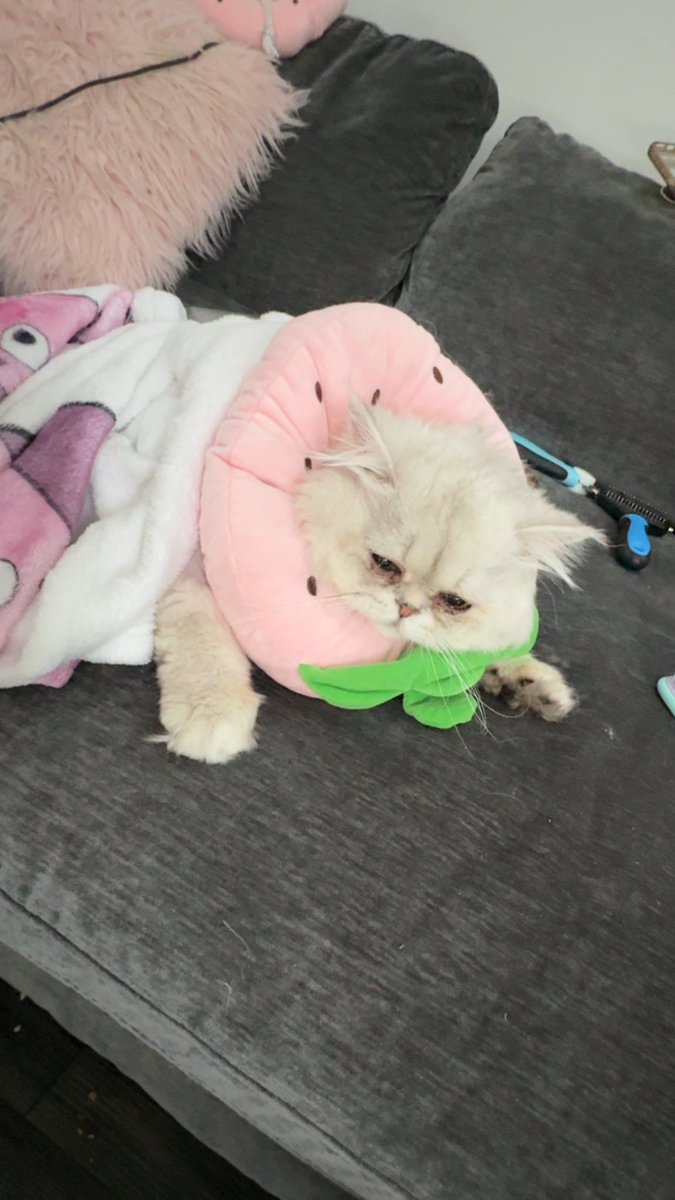 my cat Melk had his balls cut off and now he’s a crying strawberry :(