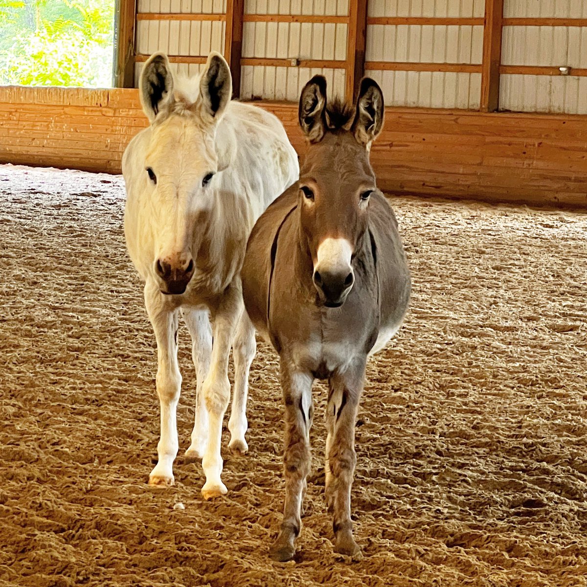 Happy World Donkey Day ❤️🫏🫏🫏#WorldDonkeyDay