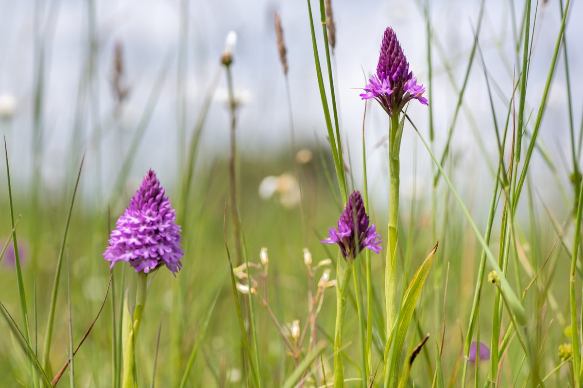 We love a good low-mow success story😍 Benjamin from Westport told us he's now got orchids in his garden🐝 'We've used the mow every 6 weeks method since 2021 & mow one patch once a year. Orchids appeared for the first time 2 years ago, and even more last spring!' 📷Ben Ryan