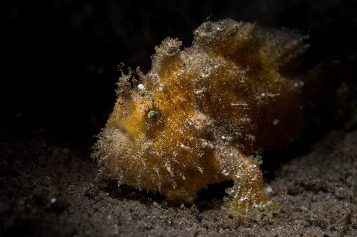 Even though amphibians don't live in the ocean, a few fish are named for these creatures - like frogfish! 🐸 These weird critters are masters of disguise & have leg-like pectoral fins that allow them to “walk” along the ocean floor looking for prey. #AmphibianWeek