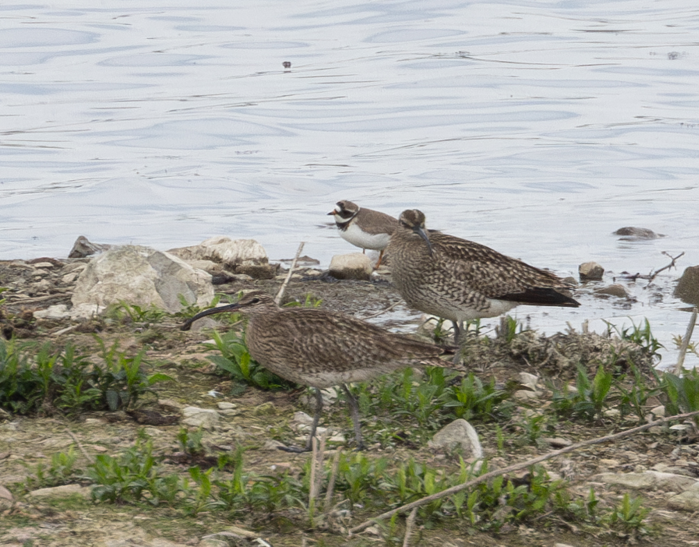 Distant shot of Ringed Plover & Whimbrel - (thanks to the gentleman who called us back when they landed) - St Aidan's/Swilly Ings @NatureUK @RSPBAireValley