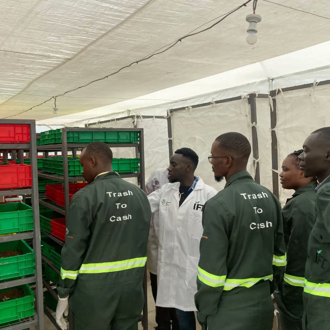 Ubunifu_Hub's tweet photo. Today we paid @SEHubke a visit to their site, where their Black Soldier Fly project is located. 

The project  has an aspect of #circulareconomy  where they use waste for rearing larvae then the larvae are used as feeds for poultry and fish at the same time fertilizers for crops. https://t.co/02C7bDf3Ua