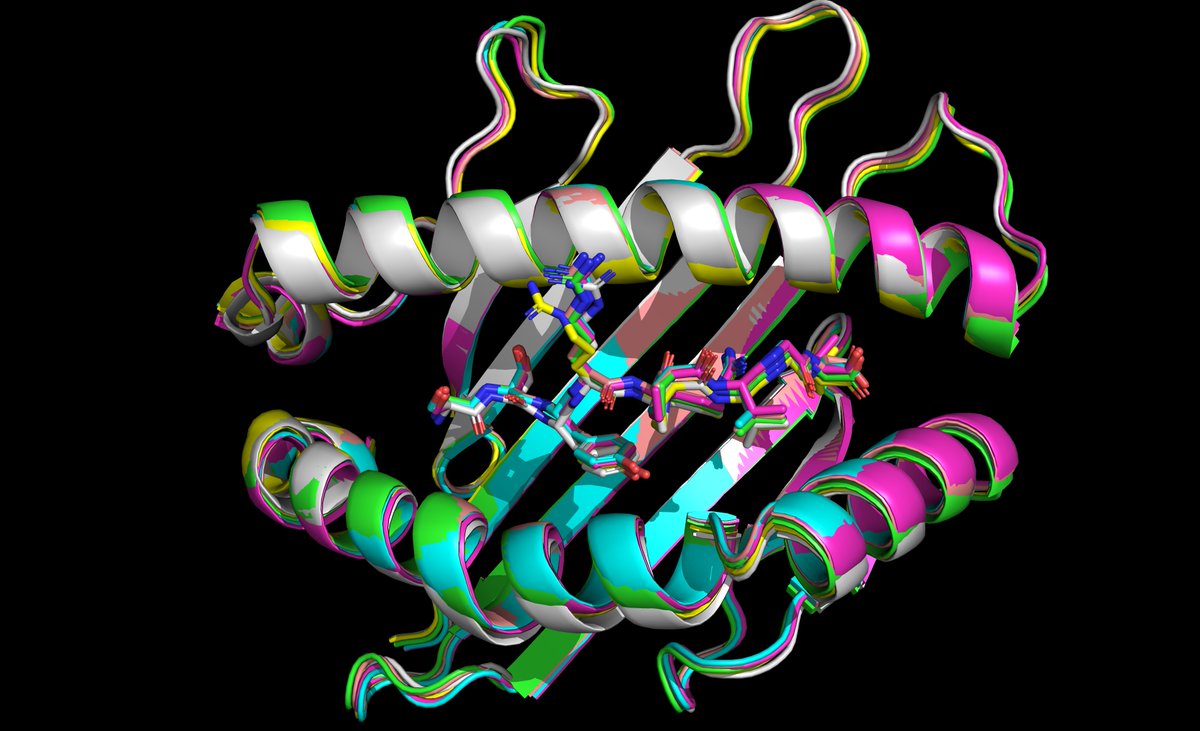 Of course, I tested AlphaFold3 with an MHC molecule and a peptide. I went for H2-Kb with a peptide that doesn't conform to the Kb binding motif—SSYRRPVGI—which didn't work very well with previous versions of AlphaFold. 

Very impressive results. More benchmarking now.