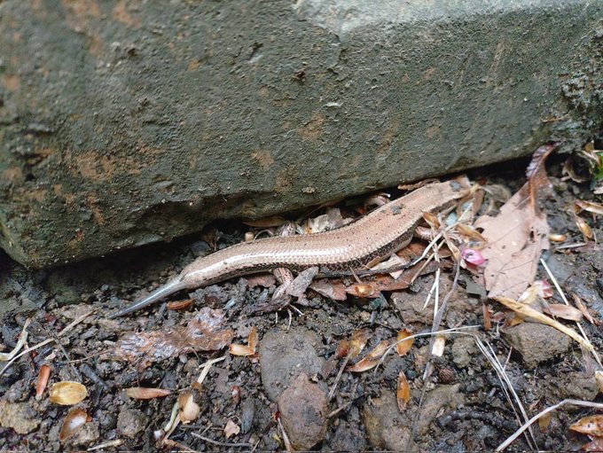 凄いでかいカナチョロ発見 