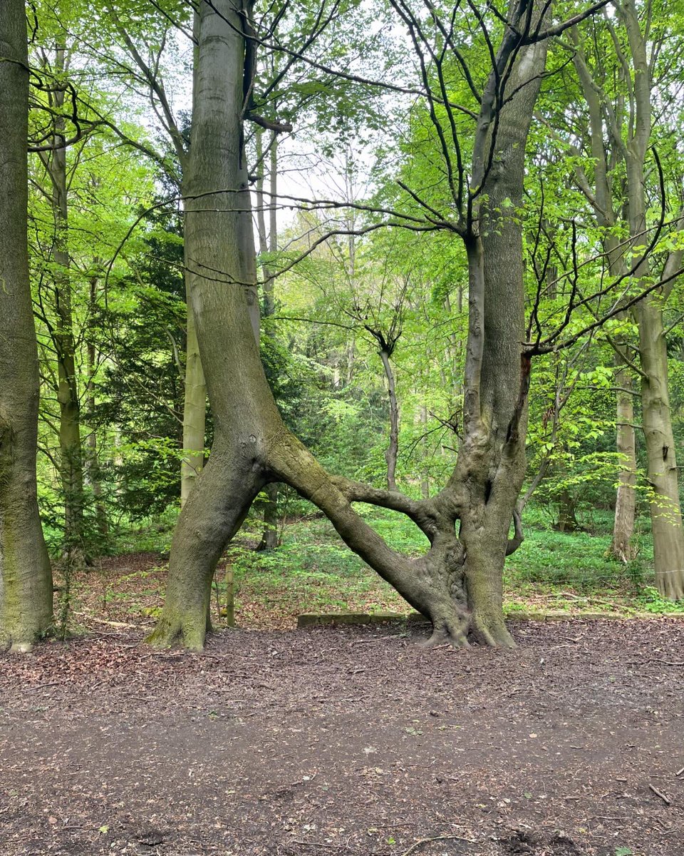 NathanClay_'s tweet photo. What a great story - over 100 years ago Vic, a young romantic, decides to graft 3 tree saplings to form a N to woo Nellie, which seems to have worked and led to a long and happy marriage! #Yorkshire #Leeds #Aberford #Garforth #parlingtonwoods #lovetree #nelliestree #love #romance https://t.co/sVu5TYoQWB