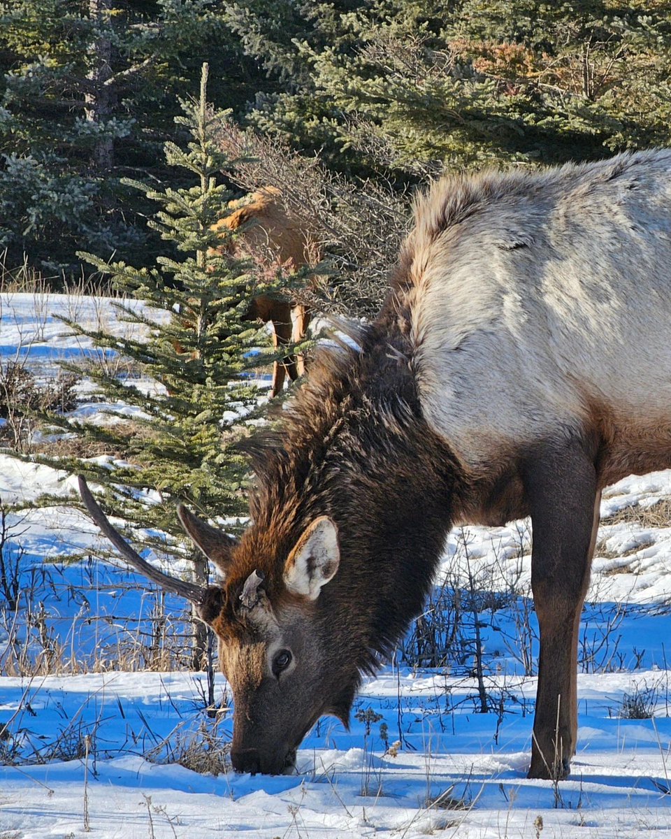 Calving season is upon us, so remember to give our four-legged friends plenty of space 🦌 From May until early July, female elk are very defensive of their young so be aware of your surroundings when exploring Banff National Park. 📸: wojtekpalczynski/IG #MyBanff | @BanffNP