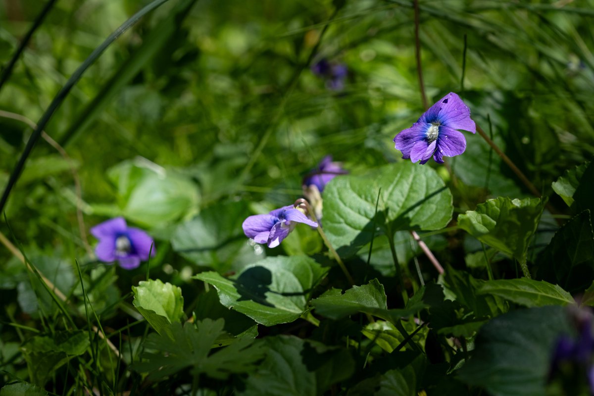 TVAnews's tweet photo. Take a walk on the wild side! ๐ธ๐ชป
Are you looking for beautiful blossoms during #WildFlowerWeek? The trails that run through the Small Wild Areas on our public lands are the perfect place to look.
Find them here! ๐
https://t.co/lde6K57cR3
#NaturallyTVA https://t.co/bxGG2aYhim