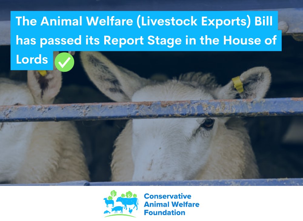 Great news, the Animal Welfare (Livestock Exports) Bill passed its Report Stage! Another step closer to banning live exports. Great Britain will soon be the first in Europe to ban live exports for slaughter & fattening #BanLiveExports