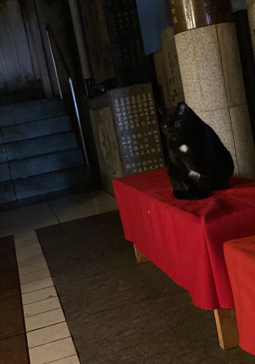 Kaguya_CD's tweet photo. 法善寺のにゃんこはかわよい https://t.co/7GwdFapL4v