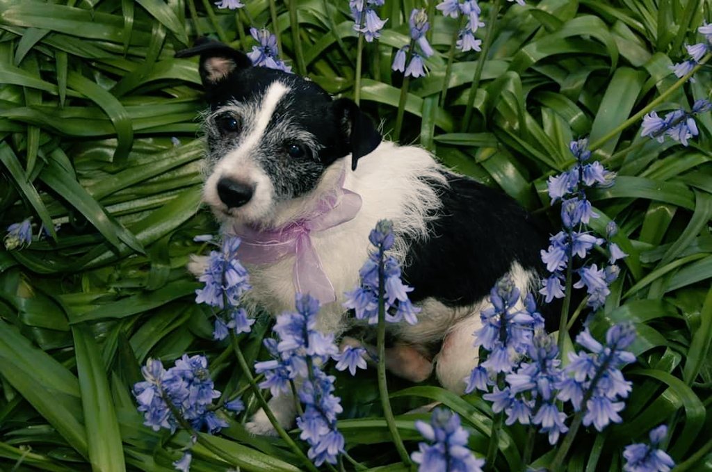 5 years ago my furbabies time came to walk over the rainbow bridge. She was extremely smart, loved attention, she did amazing work as a therapy dog and brightened the days of many hospital and dementia patients. 

She will always be missed 💜