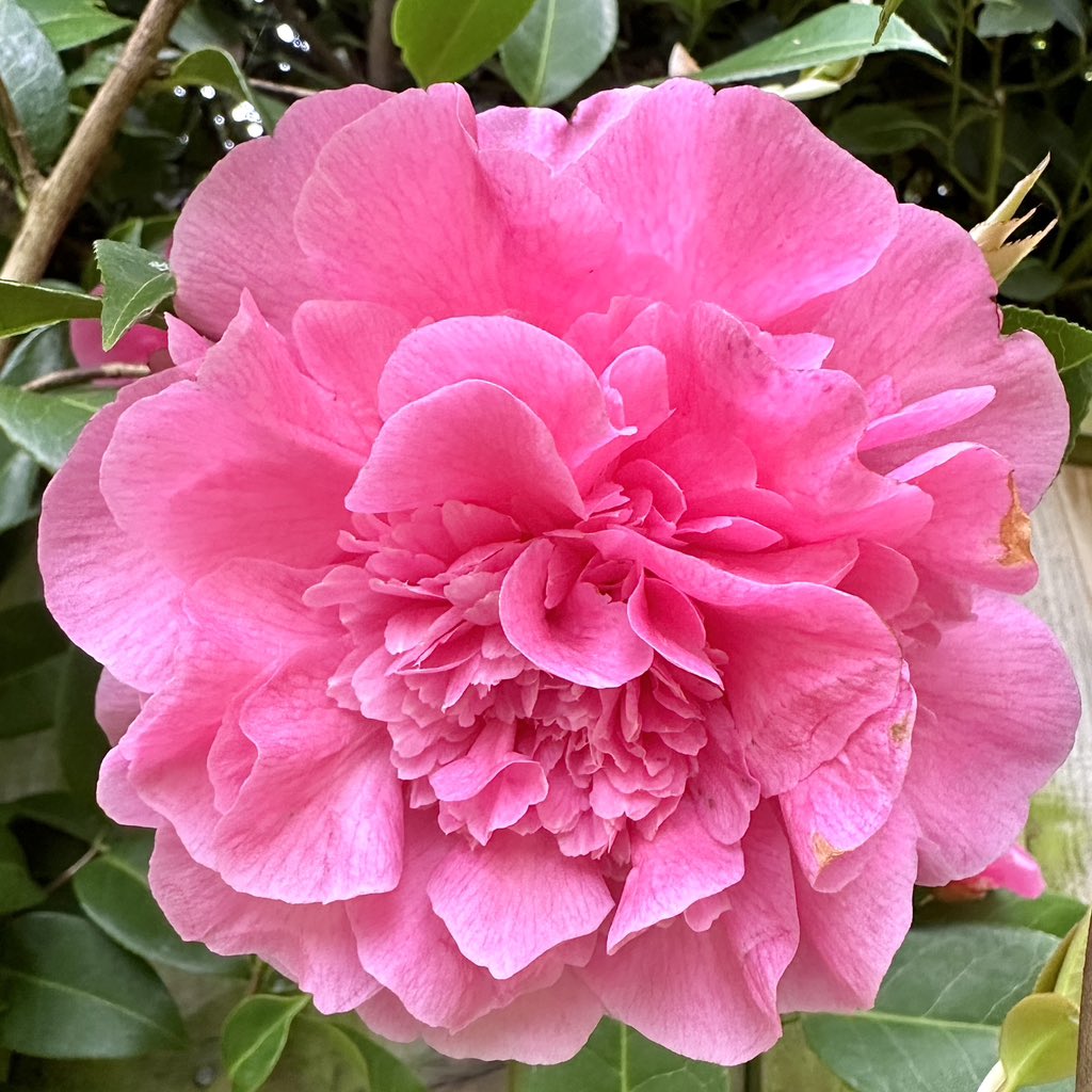 Still putting on a blooming good show🌸Camellia ‘Debbie’ 🩷#Flowers #Gardening #FlowerHunting