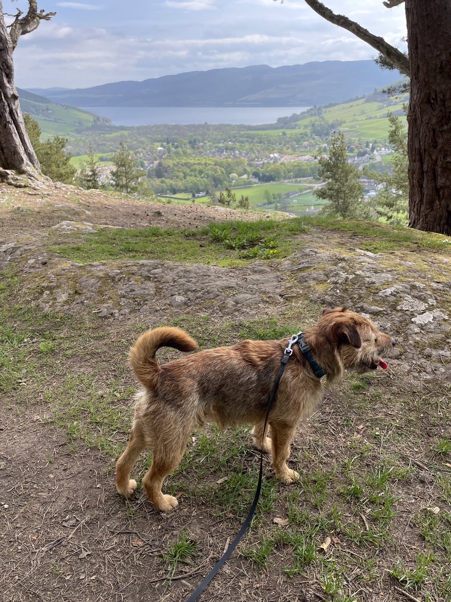 I’m late to the party today pals, as the typist has been very busy. She did find a few hours this morning though, to take us up the hill. It was a lovely morning and we enjoyed taking in the views 👍