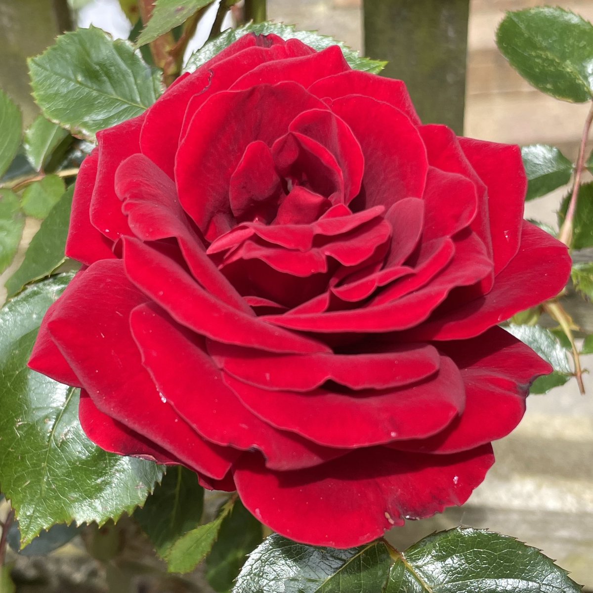 At last! A rose in full bloom on my Devon garden . First of the year. #rose #RoseWednesday
