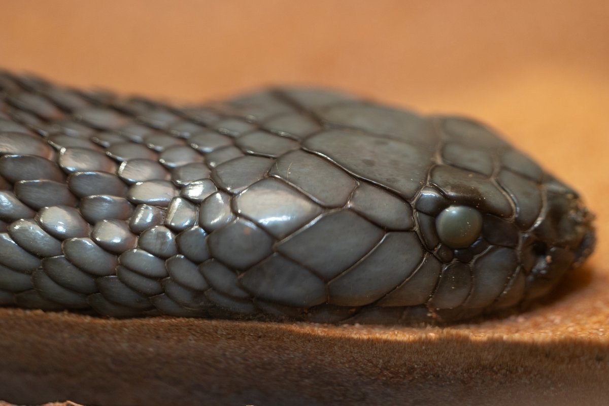 A blinking contest you can't win! 😖 Snakes like our Egyptian cobra don't have eyelids. Instead, they have a clear scale over their eyes called spectacles or eye caps to protect them. These are replaced with new spectacles during every shed just like the snake's other scales! 🐍