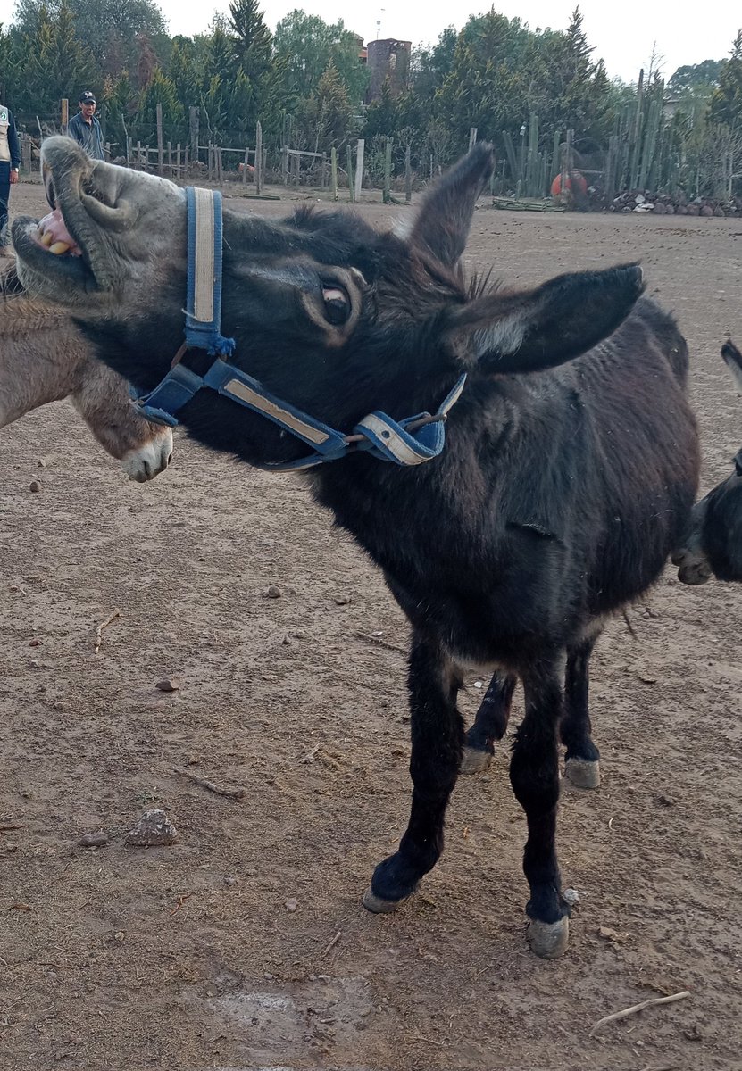 ¡FELIZ DÍA INTERNACIONAL DEL BURRO!
🫏😊🎉❤️

A nuestro Trabajador y Fiel amigo nombrado 'Burro'

Queremos decirte: ¡GRACIAS!

¡Gracias por cargar  con el peso del hombre!🏇
¡Gracias por ser tan trabajador💪🏻 y cariñoso🥰!

Pero sobre todo: ¡GRACIAS POR EXISTIR!❤️