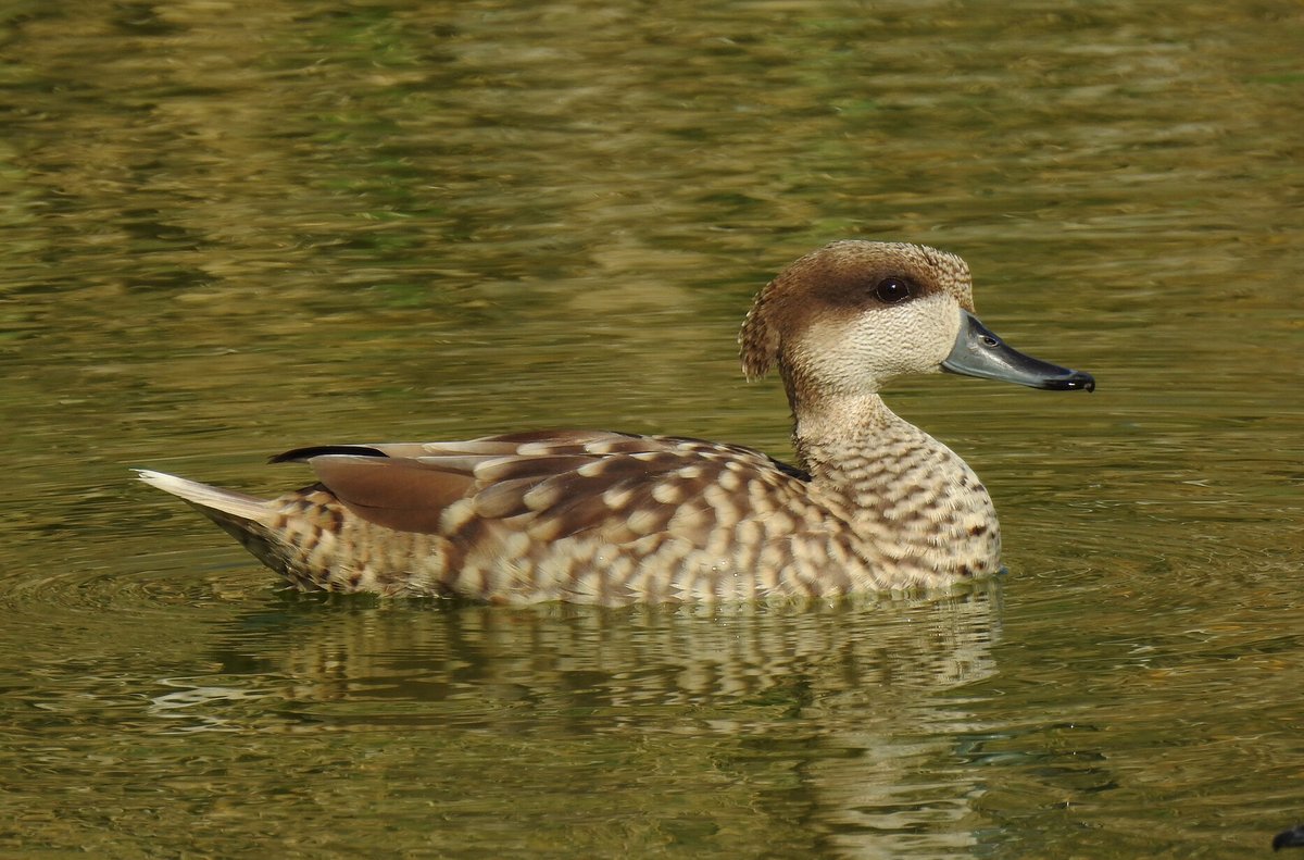 Blind shots: non-natural mortality counteracts conservation efforts of a threatened waterbird - #OpenAccess …lpublications.onlinelibrary.wiley.com/doi/10.1111/ac… @WileyEcolEvol