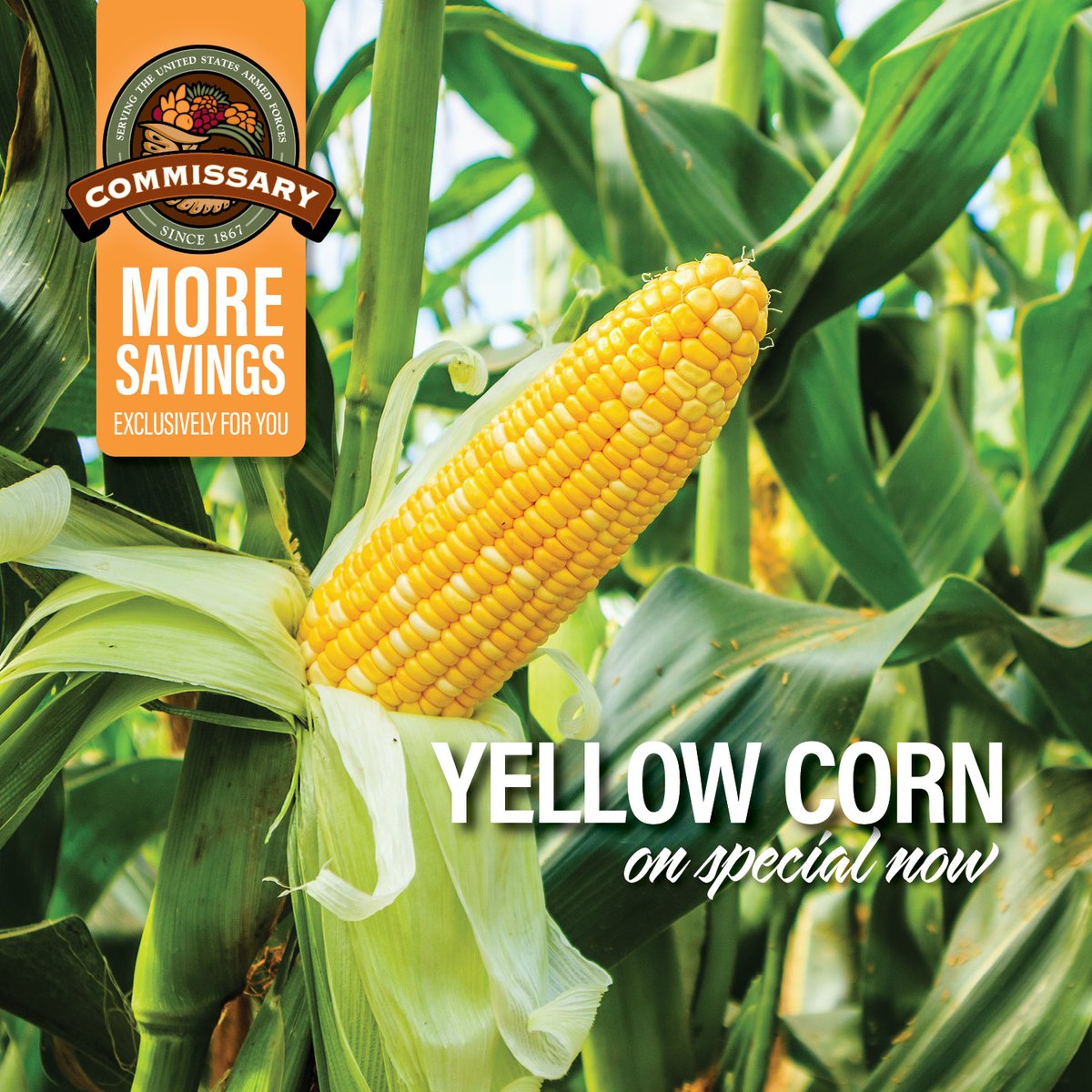 Craving that summertime sweetness? Head to your Commissary and snag some delicious yellow corn at unbeatable prices!  Don't miss out – visit us today: shop.commissaries.com

#CornOnTheCob #CommissarySavings #SummerFlavors