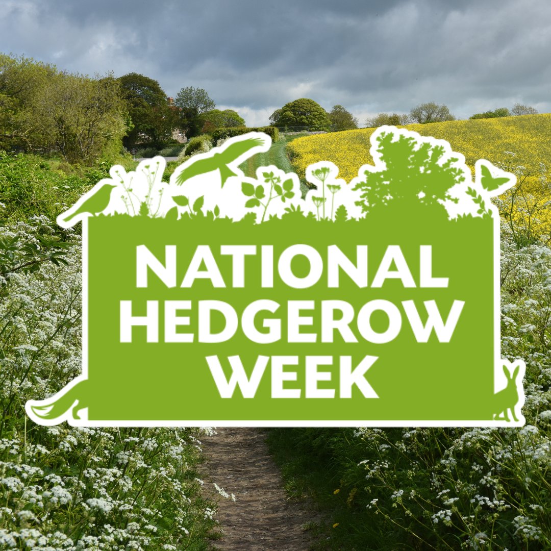 This week is National Hedgerow Week. Learn more about the celebration and importance of connecting hedgerows by using the link below: hedgelink.org.uk/campaign/natio… #kingshay #farming #nationalhedgerowweek #hedges #celebrate #countryside #hedgelink