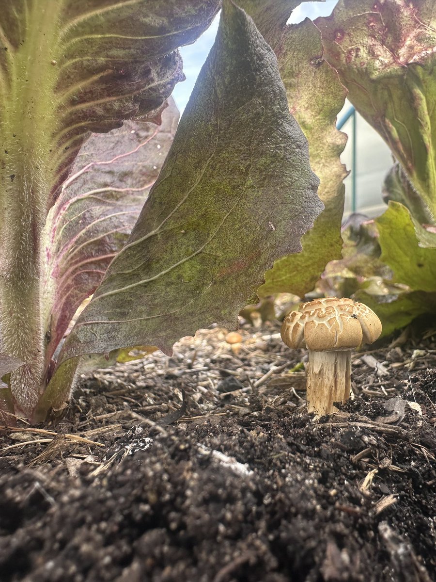 Great to see the mycelium network is in full swing around the radicchio, which is great news now that the weather has heated up! It proves that the mulching and no dig is working meaning happy soil and happy plants! #nodig #mycelium #organic #peatfree #growyourownfood #allotment