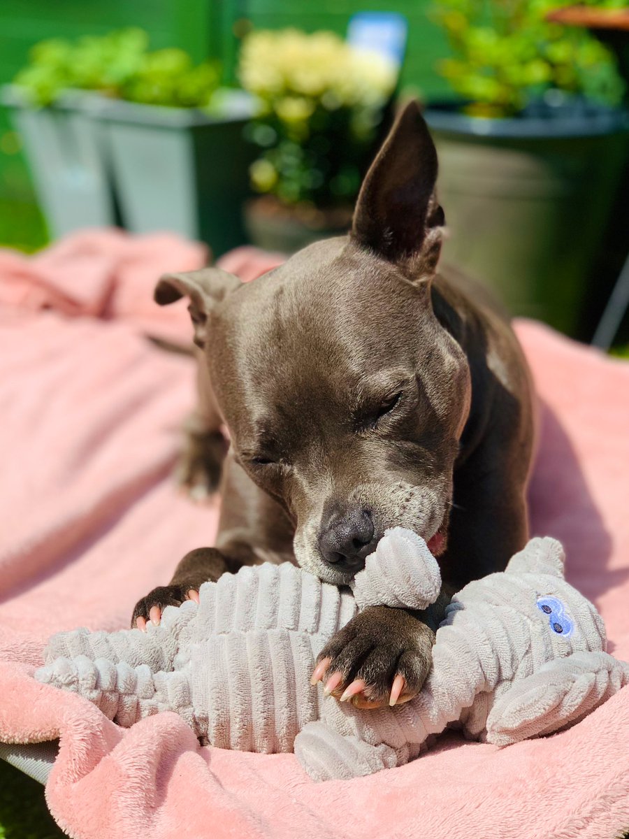 We’ve been looking after Eleri Cat from next door.  Our neighbour came home with a gift for me. A Nelly Elephant 💗💗 Let the fun begin 🤩💗💗 #IsaMary #IsaTheDestroyer #CuteDogs