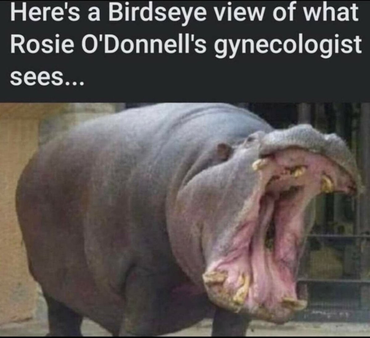 I'd hate to be that Dr. #HipposOfTwitter #WholeLottaRosie