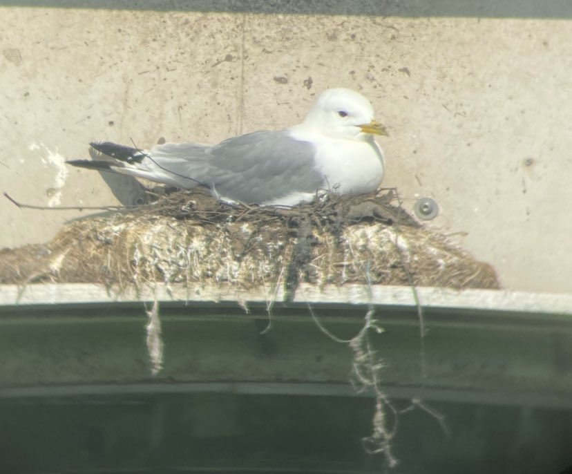Cracking afternoon for surveying the Gateshead #Kittiwakes Well populated upstream facing ledges. Large nest structure occupied again on South side and a nest with new, darker nest material visible. @KittiwakesTyne @TyneKittiwakes @DanT_Coast