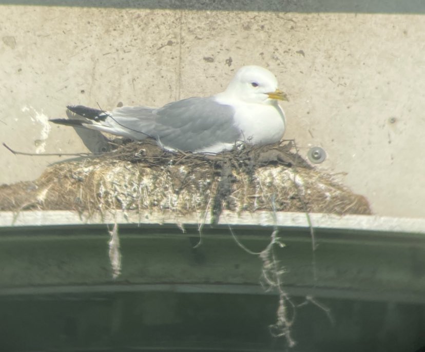 Andy Rickeard (@andyrick_birds) on Twitter photo Cracking afternoon for surveying the Gateshead #Kittiwakes Well populated upstream facing ledges. Large nest structure occupied again on South side and a nest with new, darker nest material visible. <a href="/KittiwakesTyne/">Kittiwakes upon the Tyne</a> <a href="/TyneKittiwakes/">Tyne Kittiwake Partnership</a> <a href="/DanT_Coast/">Dan Turner</a> Cracking afternoon for surveying the Gateshead #Kittiwakes Well populated upstream facing ledges. Large nest structure occupied again on South side and a nest with new, darker nest material visible. <a href="/KittiwakesTyne/">Kittiwakes upon the Tyne</a> <a href="/TyneKittiwakes/">Tyne Kittiwake Partnership</a> <a href="/DanT_Coast/">Dan Turner</a>