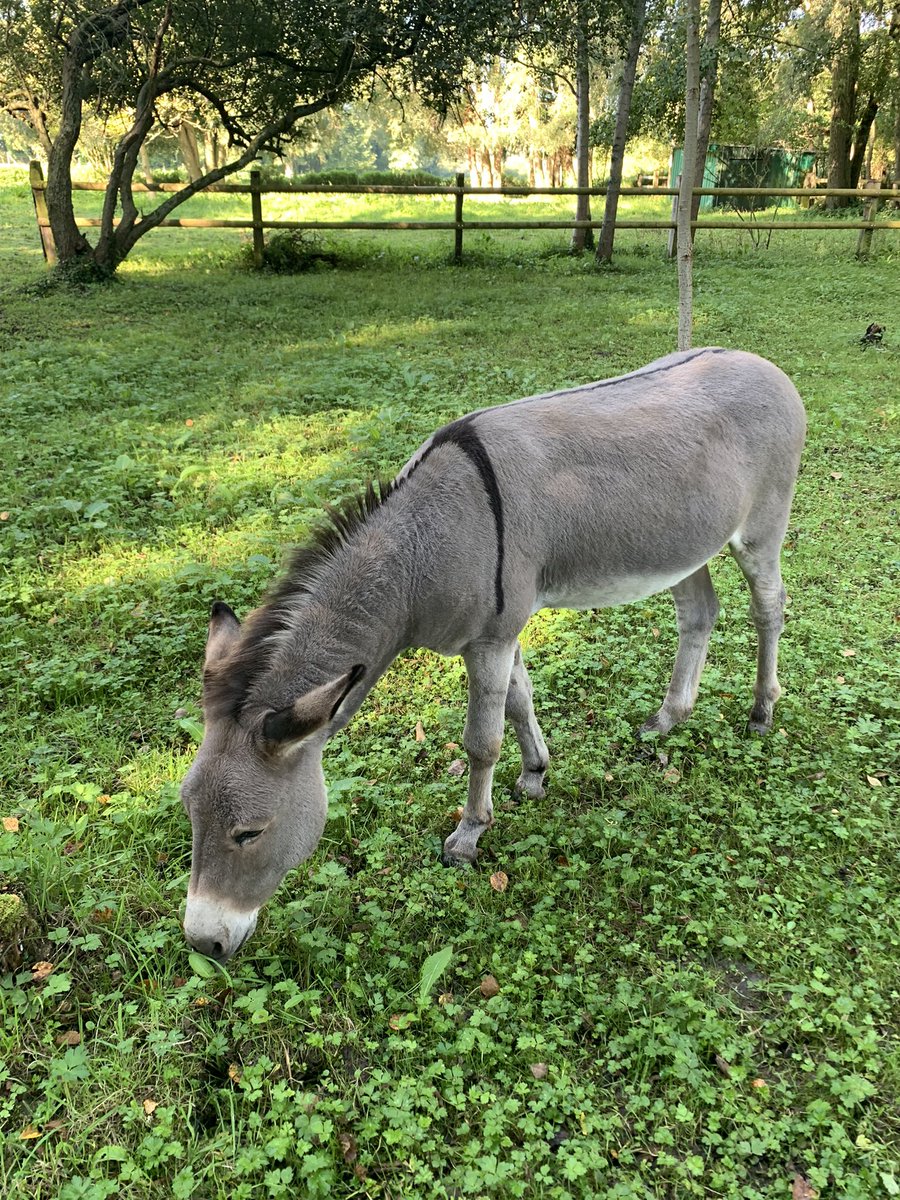 drgregussher's tweet photo. Darling Grisou - Happy World Donkey Day! We love you. Thank you for all of your cuddles and warmth and intelligence and curiosity  and for the company you give Squirrel! #WorldDonkeyDay @drWazAus https://t.co/X4OeHxatQp