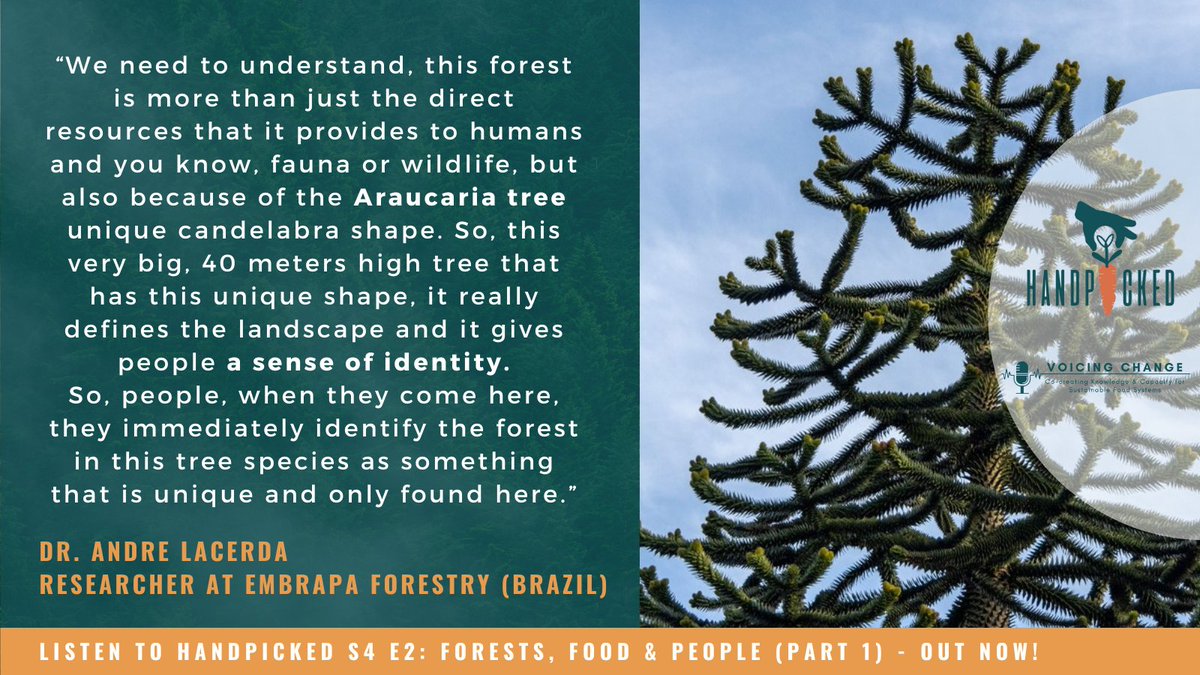 Dr. Andre Lacerda is a researcher at <a href="/embrapa/">Embrapa</a>  Forestry in Brazil. In our latest episode of the Handpicked podcast he speaks about the significance of the Araucaria tree – here’s what he had to say:

researchcentres.wlu.ca/centre-for-sus…