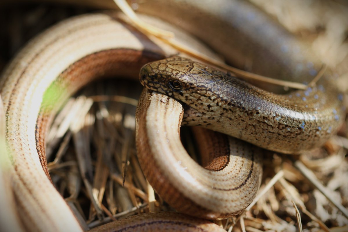Slow worm courtship ❤️