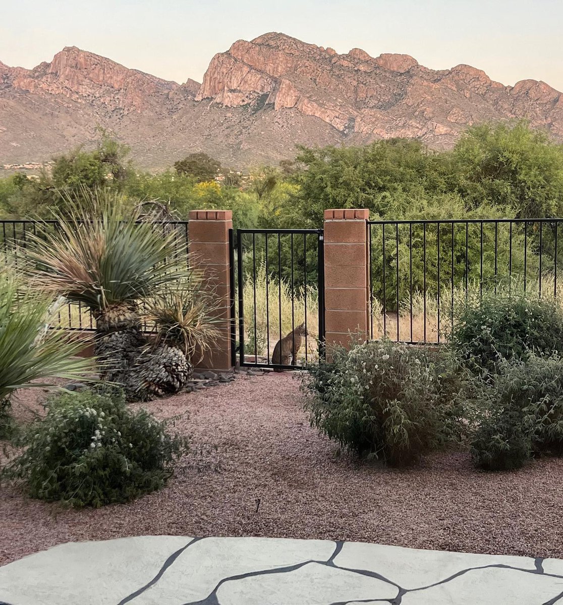 The resident bobcat appears again! Thanks little feline for continuing to choose my yard..I could watch you all day. 🤎
••••••••
#bobcat #wildcat #spiritanimal #blessed #wildlife #wildlifewednesday #tucsonliving #desertlife #whyilovewhereilive #tucson #arizona
