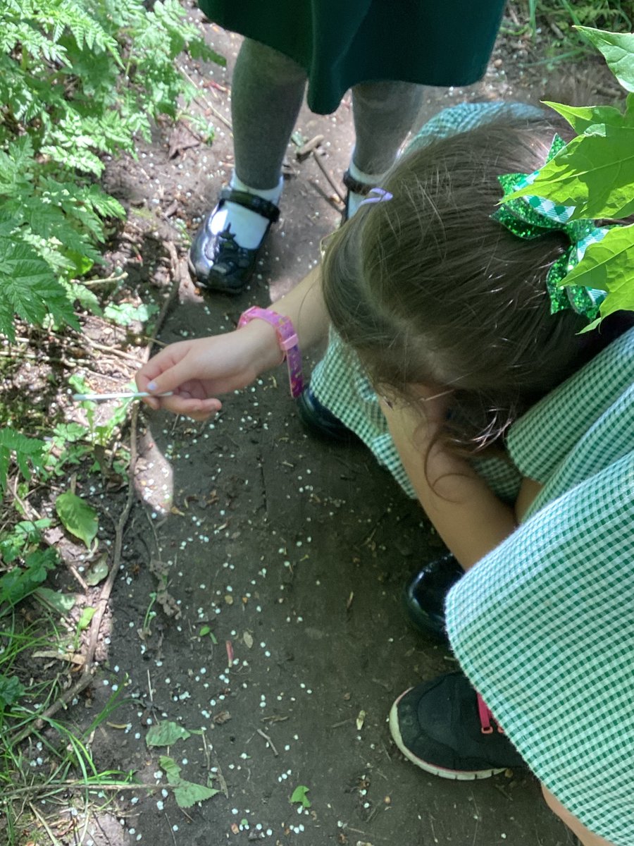 Broughton_Pri's tweet photo. This afternoon, Reception enjoyed hunting for mini beast in the forest school. #BPA_Rec #BPA_Science https://t.co/BeZqTRf2S8