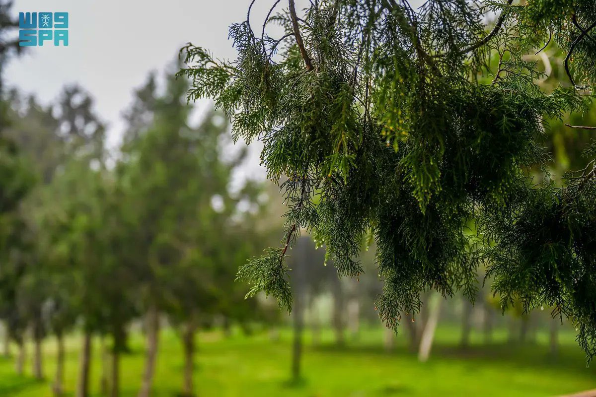 Photos | L'arbre du Genévrier: Icône de la beauté et du tourisme dans la Province d'#AlBaha.
#EKHactualités