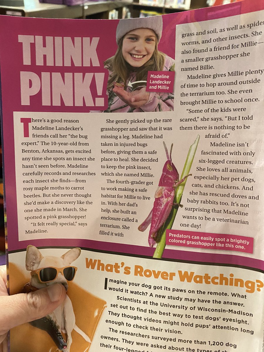 She made it in Scholastic News! I feel like I can show her sweet face now that she went 🌎
#pinkgrasshopper #scholasticnews #proudteacher #librarian
