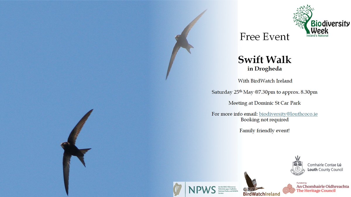 (KF) Don't miss this great free event tomorrow evening (Saturday 25th May) to celebrate the return of Swifts to Co Louth. A family friendly event.