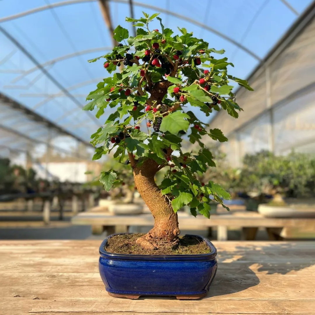 ¡Las moreras tienen un gran interés como bonsái! Ahora, bien entrada la primavera y pasada su época caduca, podemos disfrutar en nuestras terrazas y balcones de sus frutos, que les dan un toque único. #MistralBonsai #árbolesconalma #morus