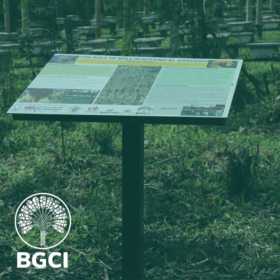 bgci's tweet image. Both Tooro &amp;amp; Entebbe Botanical Garden now have 3 interpretation panels. The project ‘Understanding Ugandan native plant species’ role in innovative# sustainablelandscapes’ co-developed panels about #agroforestry, #treenursery, #apiary, &amp;amp; games for children. 
#Darwininitiative